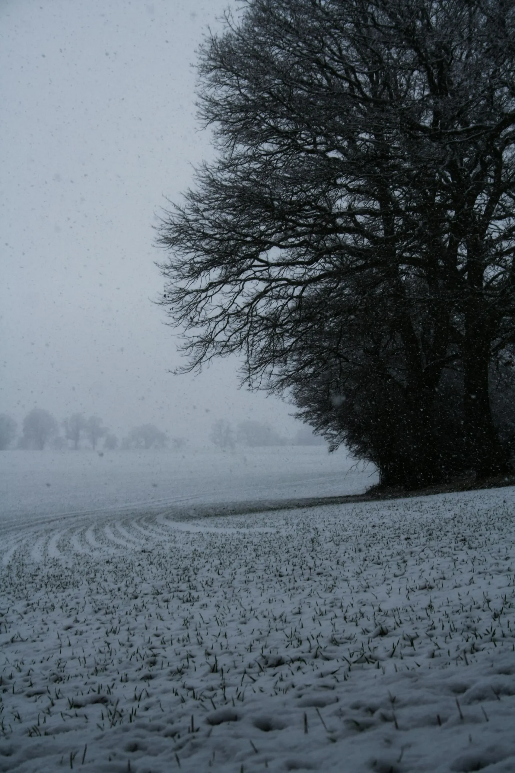 A tree in the middle of a snowy field
