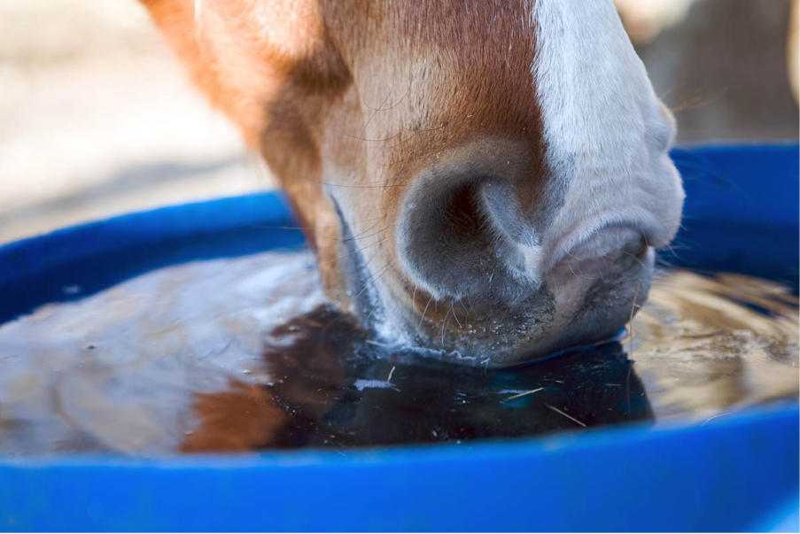 horse water quality